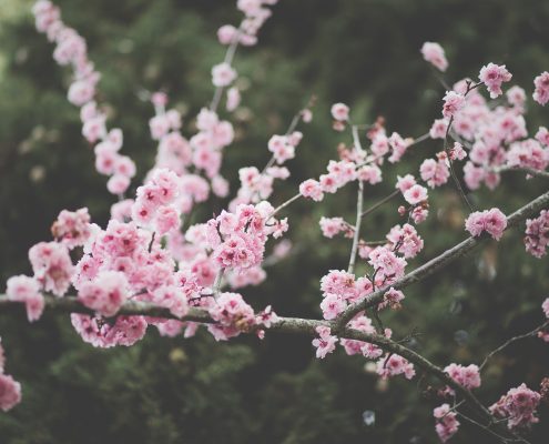 antonio-ron-225145-unsplash